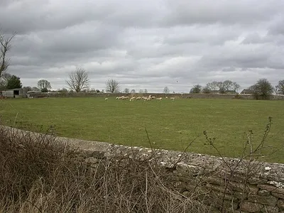 Avening, sheep grazing