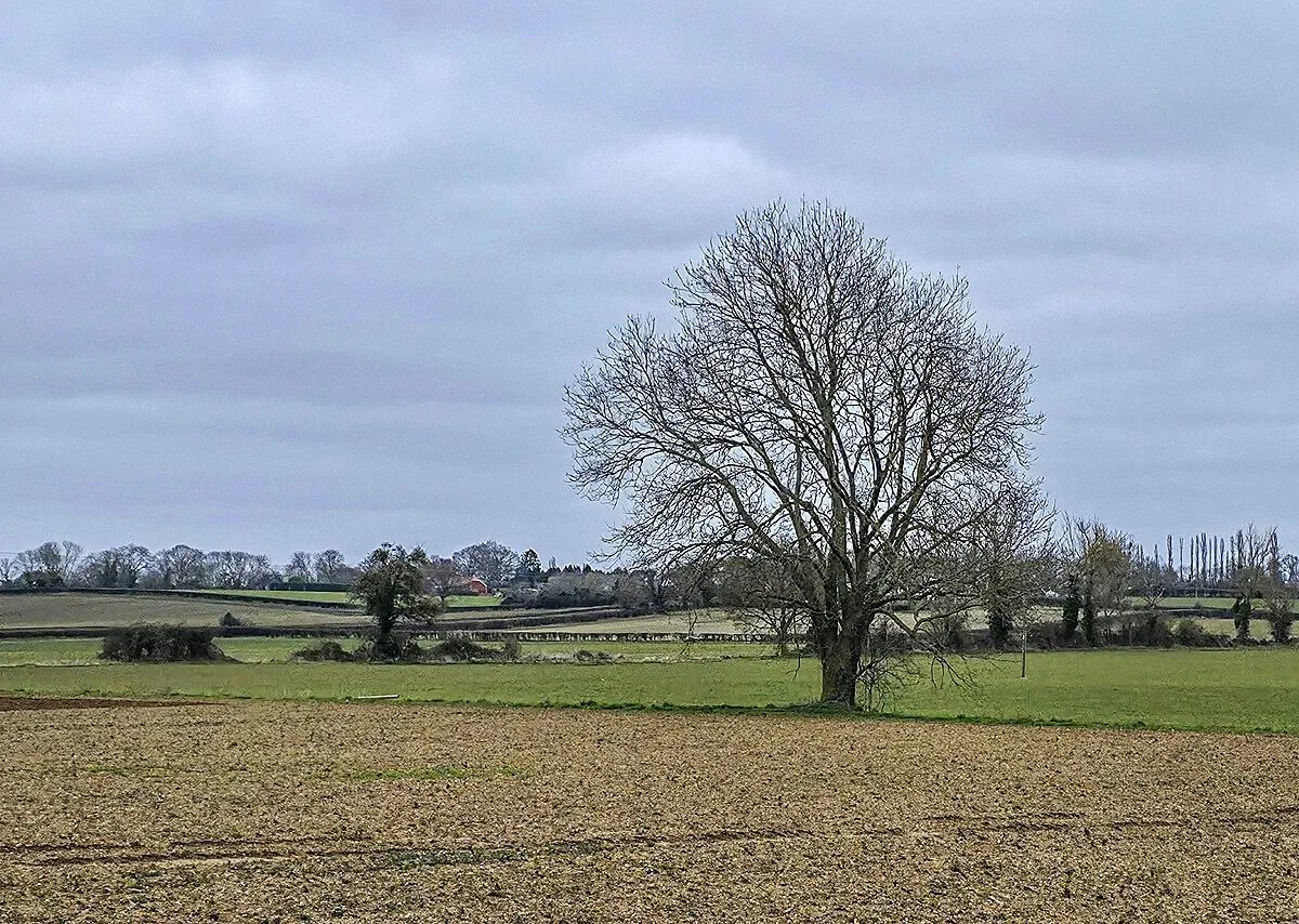 A tree in a field