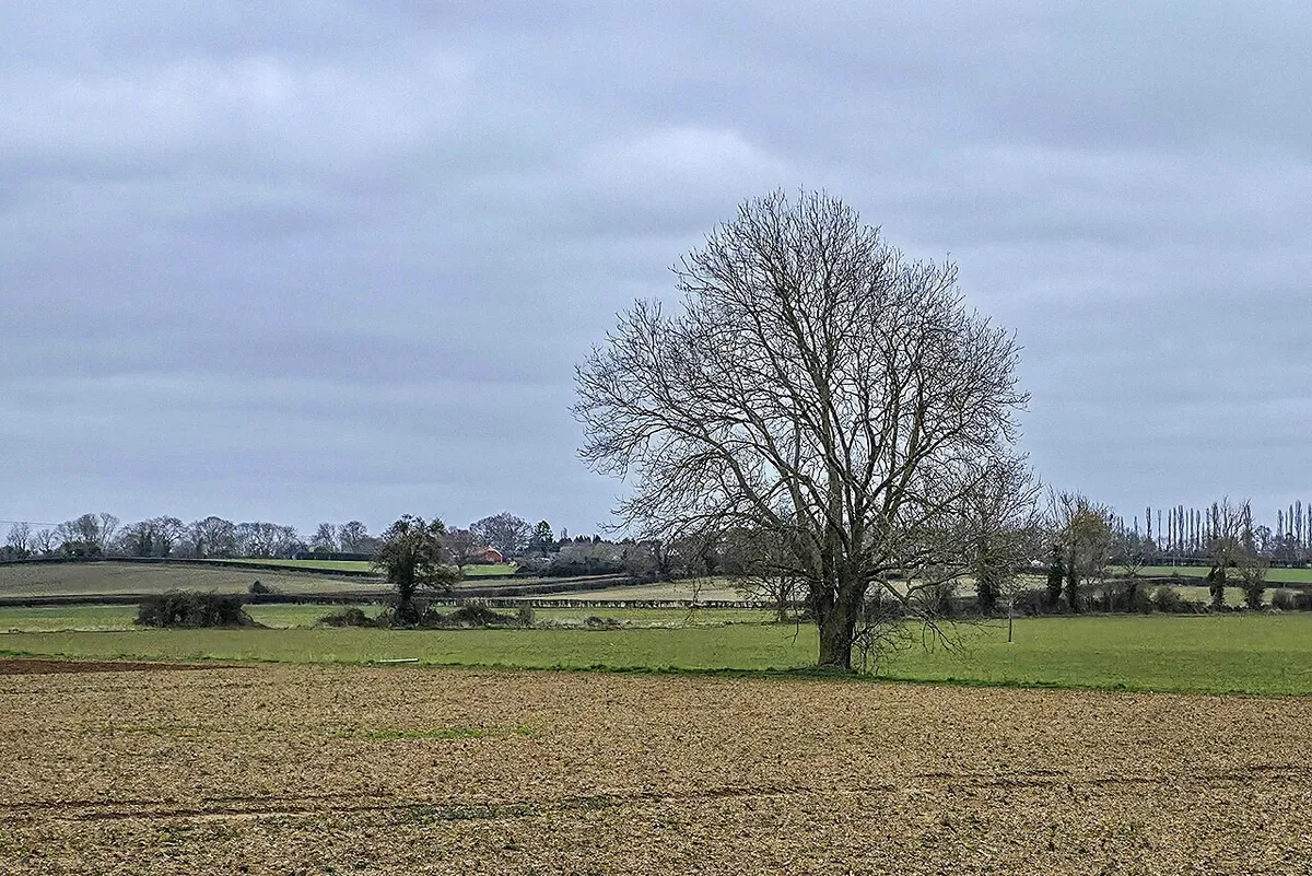A tree in a field