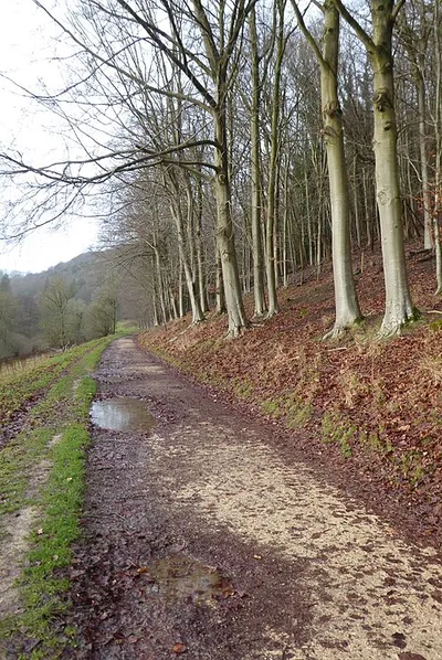 Beech trees