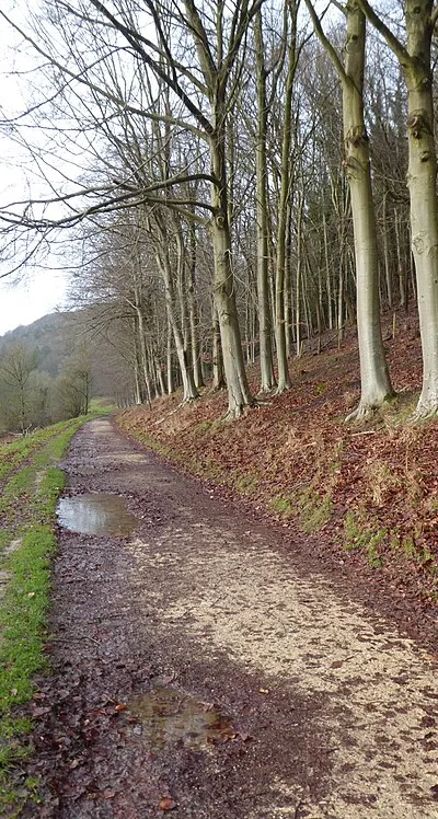 Beech trees