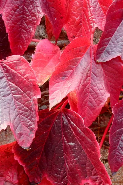 Boston Ivy; Parthenocissus tricuspidata