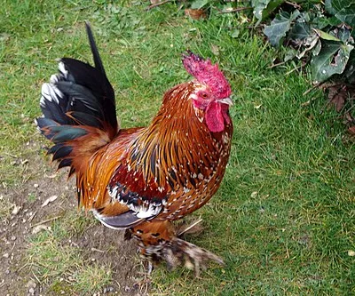 Bantam chicken at Rousham Park