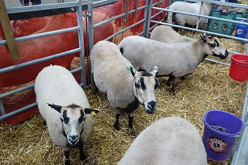 Badger Face Welsh Mountain sheep