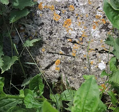 A benchmark on a wall near Abbey Farm