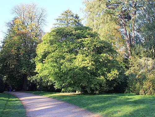 Acer Maximowiczianum, Westonbirt Arboretum