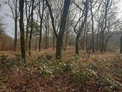 Bowdown Woods