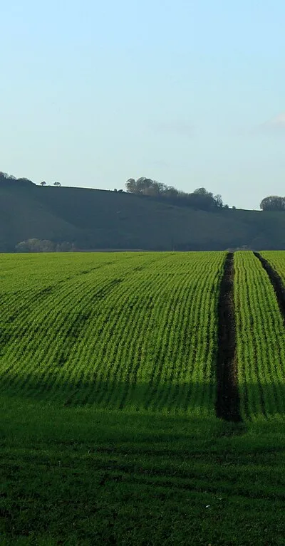 2011 : Track through a field of winter wheat
