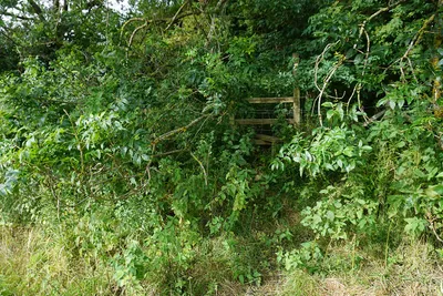 An overgrown stile