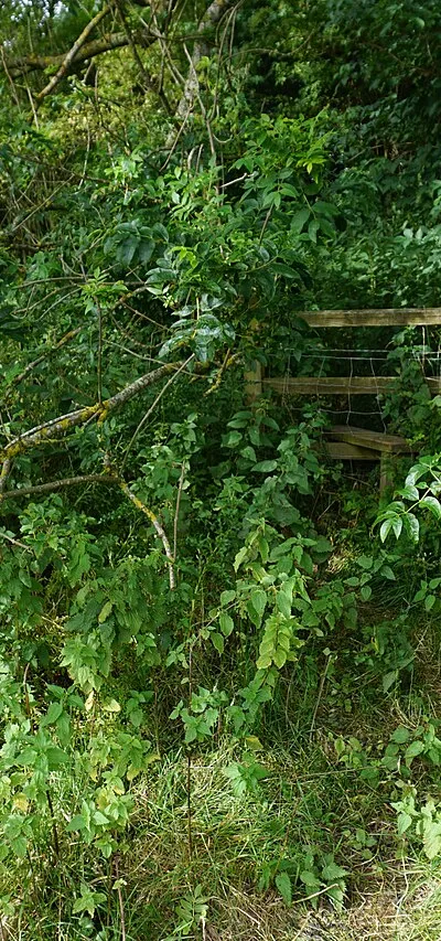 An overgrown stile