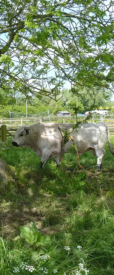 Beware of the bull