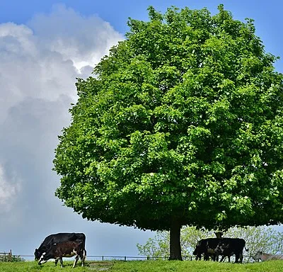 Chedworth: A solitary tree providing shelter from the sun