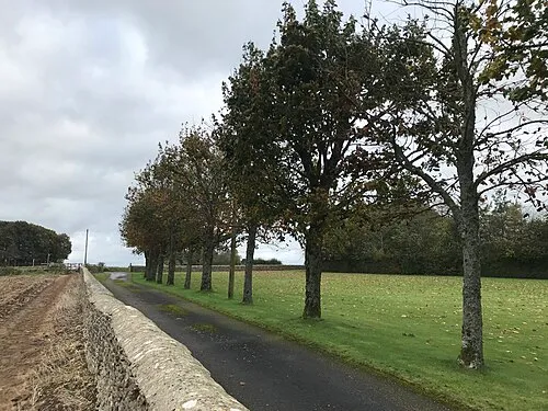 Line of trees