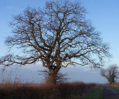 A winter oak On the lane from Fairford to Hatherop.