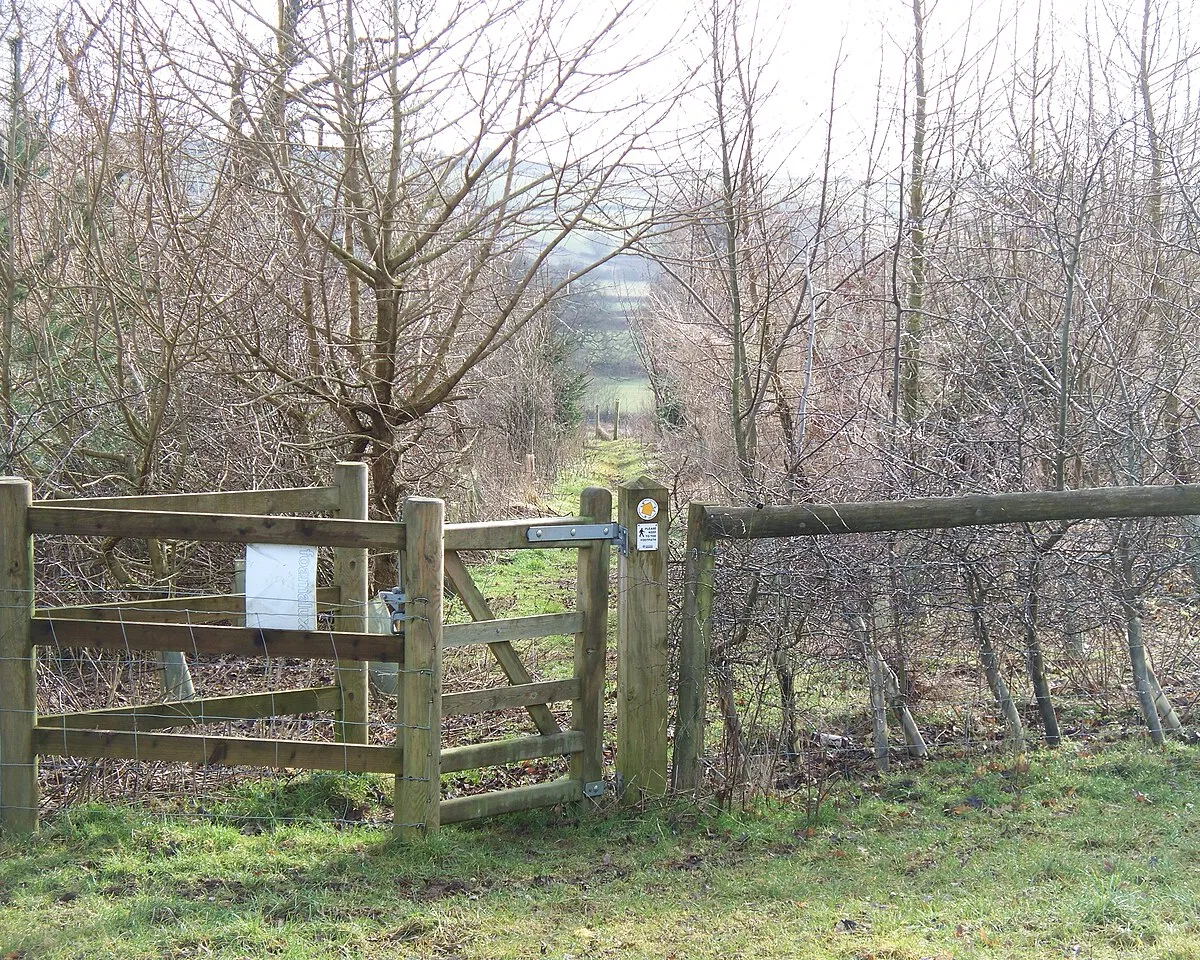 A new plantation The footpath to Churchill passes through this recent plantation.