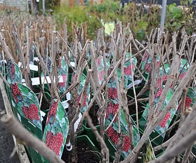 Broomhall : St Peter's Garden Centre - Potted Plants