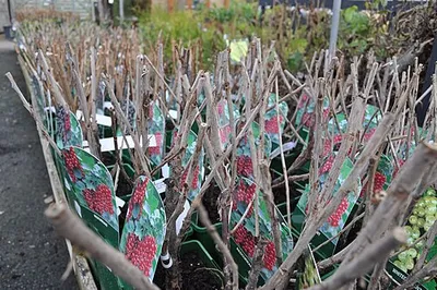 Broomhall : St Peter's Garden Centre - Potted Plants