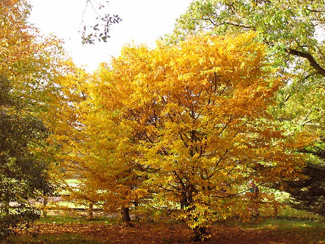 Ginko