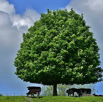 Chedworth: A solitary tree providing shelter from the sun