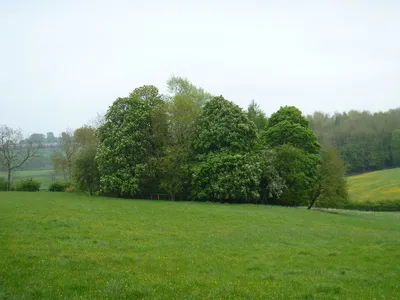 Bolton Ring