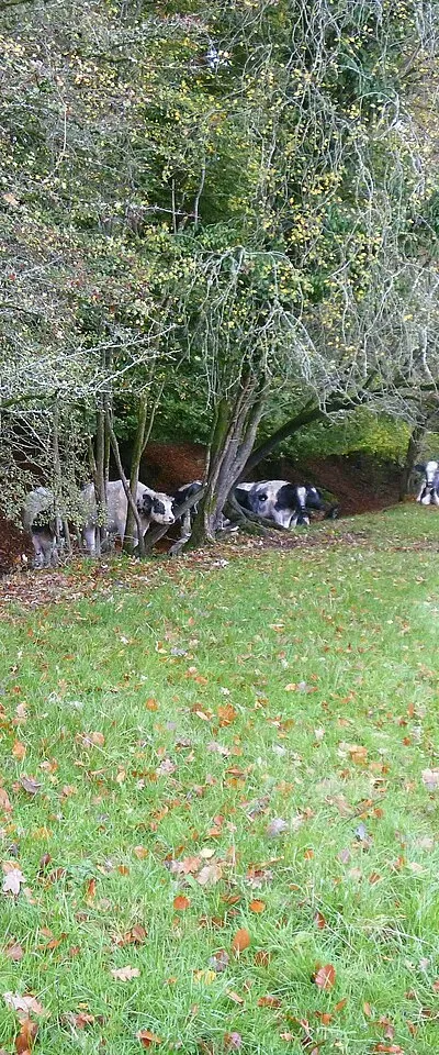 A short walk around Conkwell [11]