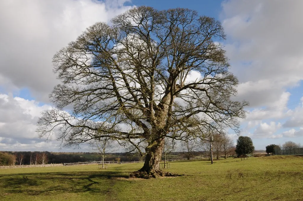 Bare winter tree