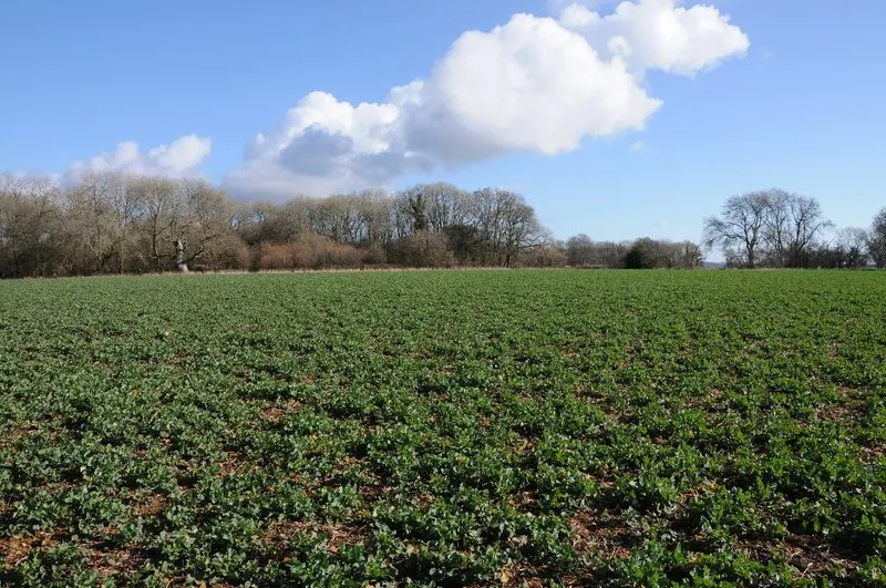 Arable field, Tarlton Down