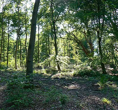 A view west into Savernake Forest The trees here appear to be mostly young beeches.