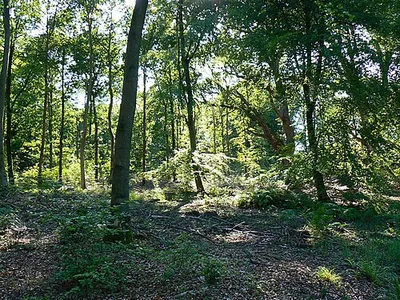 A view west into Savernake Forest The trees here appear to be mostly young beeches.