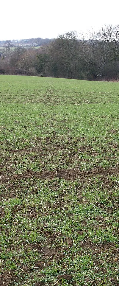 Across the field The line of the footpath across this field is just discernible.