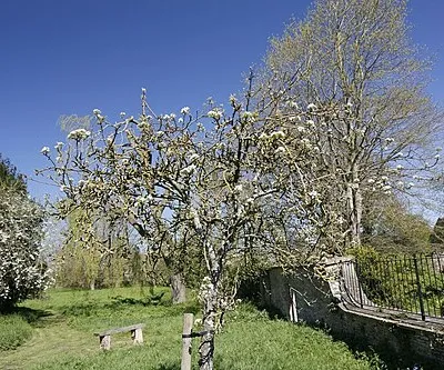 Blossom on the Trees