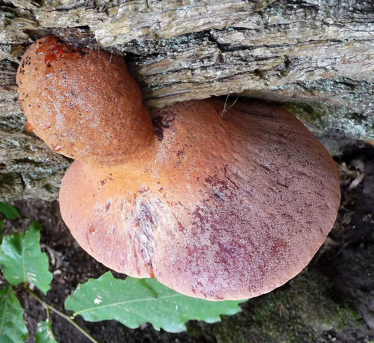 Beefsteak Fungus? Fistulina hepatica