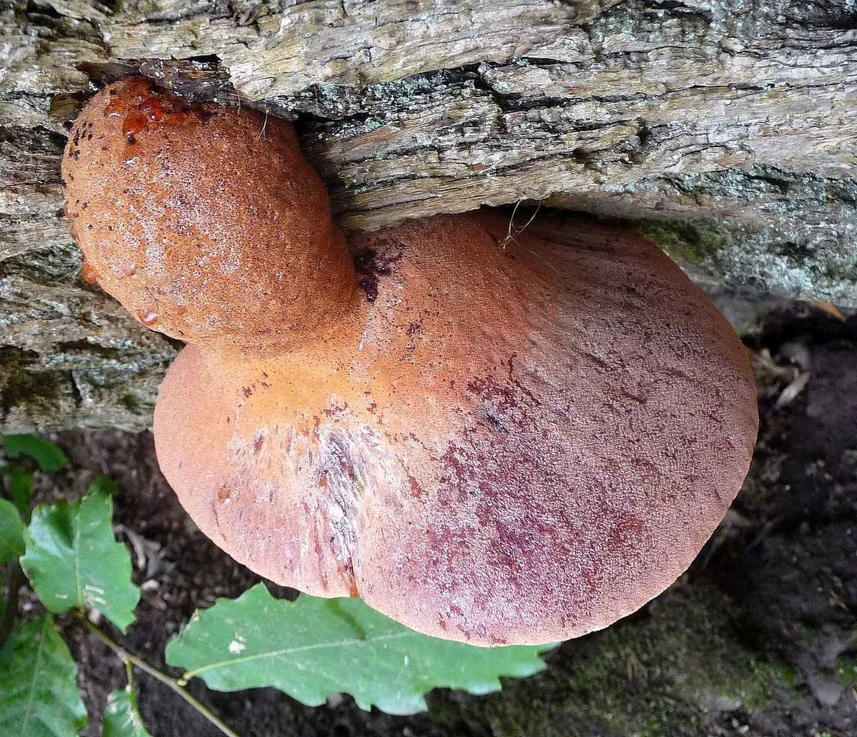Beefsteak Fungus? Fistulina hepatica