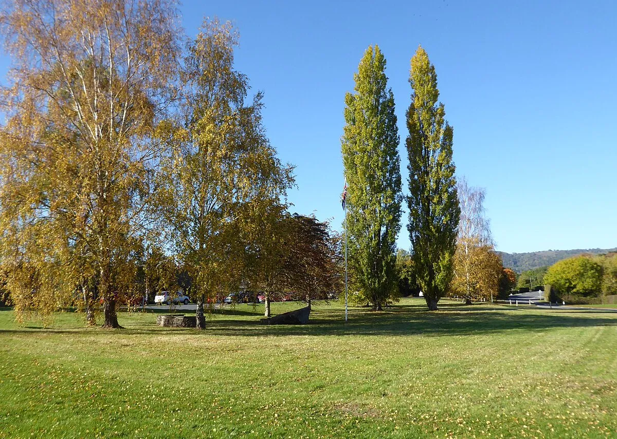 Autumn trees