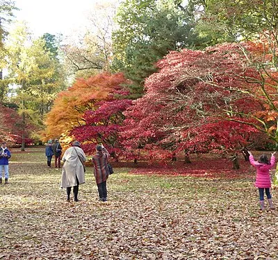 Acer Glade - Westonbirt Arboretum