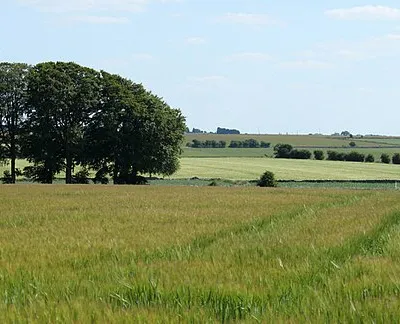 2010 : Barley field on the footpath to West Littleton