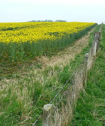 Footpath to Sallywood Farm, near Horsley The footpath shares an access track to Sallywood Farm. At left is an oilseed rape crop.