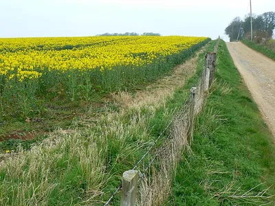 Footpath to Sallywood Farm, near Horsley The footpath shares an access track to Sallywood Farm. At left is an oilseed rape crop.
