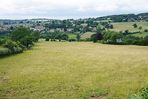 A field of sheep near Painswick