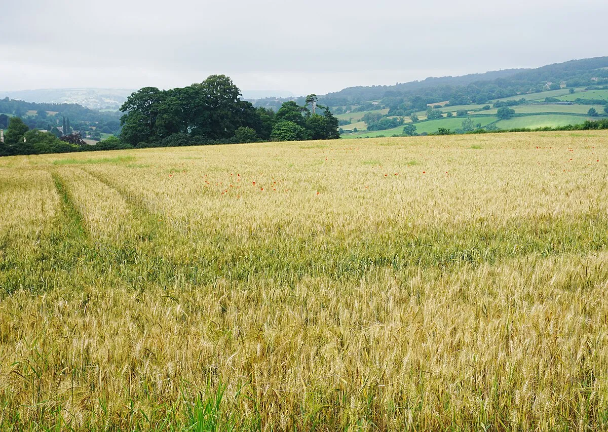 Barley field near Painswick