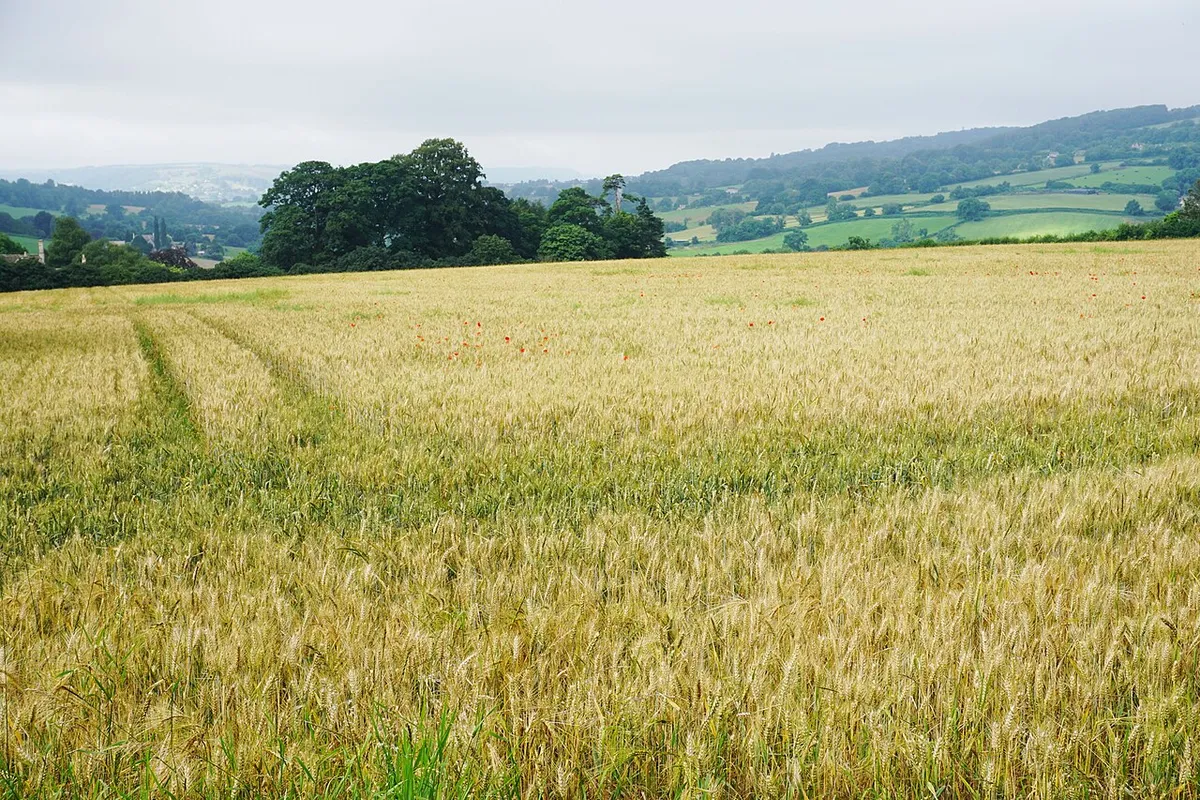 Barley field near Painswick