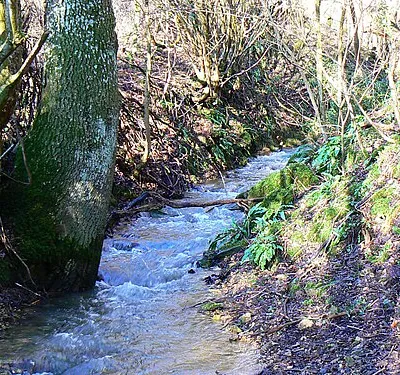 Holy Brook, Siccaridge Wood, near Frampton Mansell This little brook runs south towards the viewpoint and will join the River Frome after about 300 metres or so.