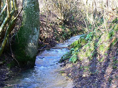 Holy Brook, Siccaridge Wood, near Frampton Mansell This little brook runs south towards the viewpoint and will join the River Frome after about 300 metres or so.