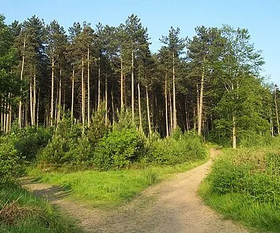 Cannock Chase near Castle Ring.