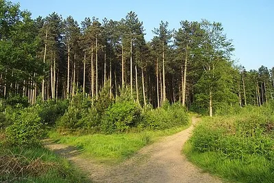 Cannock Chase near Castle Ring.