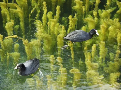 Coots, Nailsworth This pair were paddling around in the remarkably clear water in the millpond near Ruskin Mill. The clarity of the water allows a view of the coots' feet which have been adapted for an aquatic life rather differently from those of ducks.