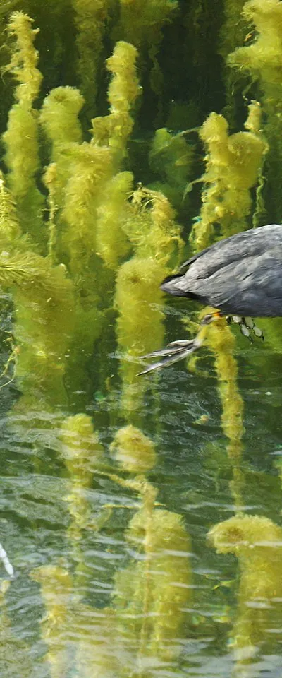 Coots, Nailsworth This pair were paddling around in the remarkably clear water in the millpond near Ruskin Mill. The clarity of the water allows a view of the coots' feet which have been adapted for an aquatic life rather differently from those of ducks.