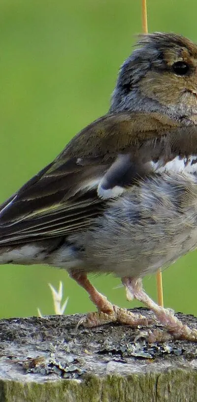 A young chaffinch on a post