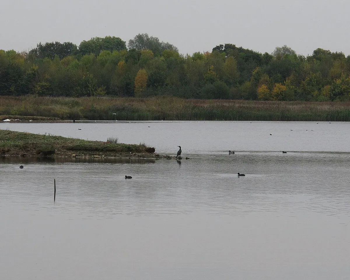 Birds on Kemerton Lake
