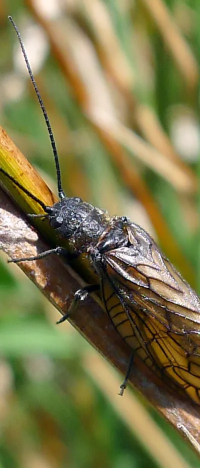Alder Fly. Sialis species